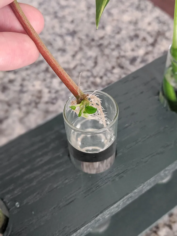 peperomia propagation in water