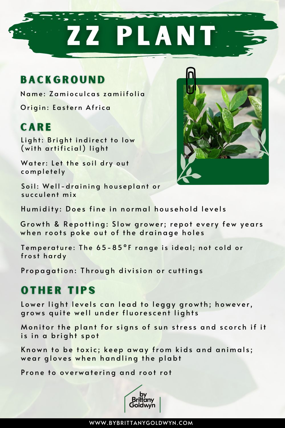 Plant Care Cards ZZ Plant By Brittany Goldwyn Live Creatively