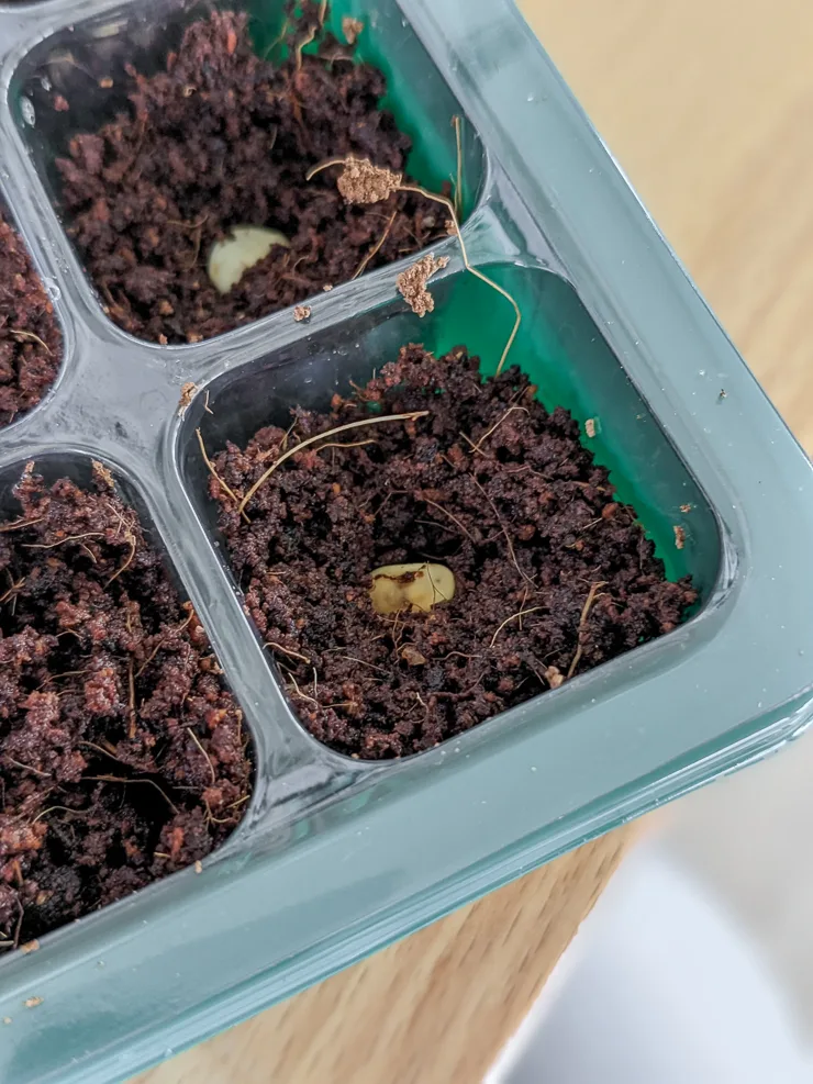 planting in a seed starting tray
