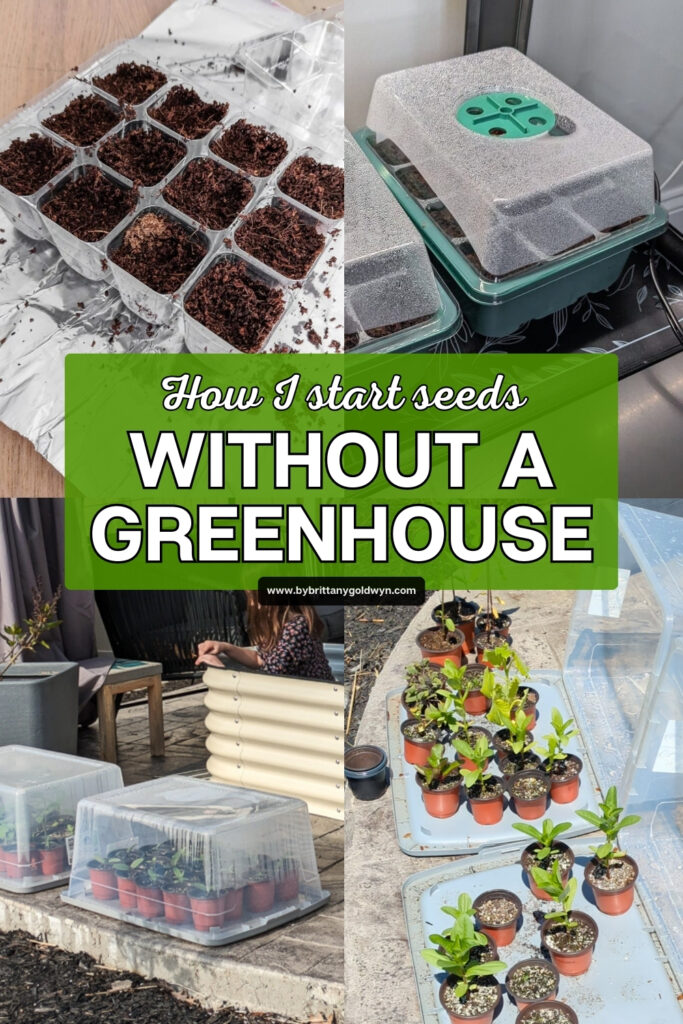 collage that says how I start seeds without a greenhouse