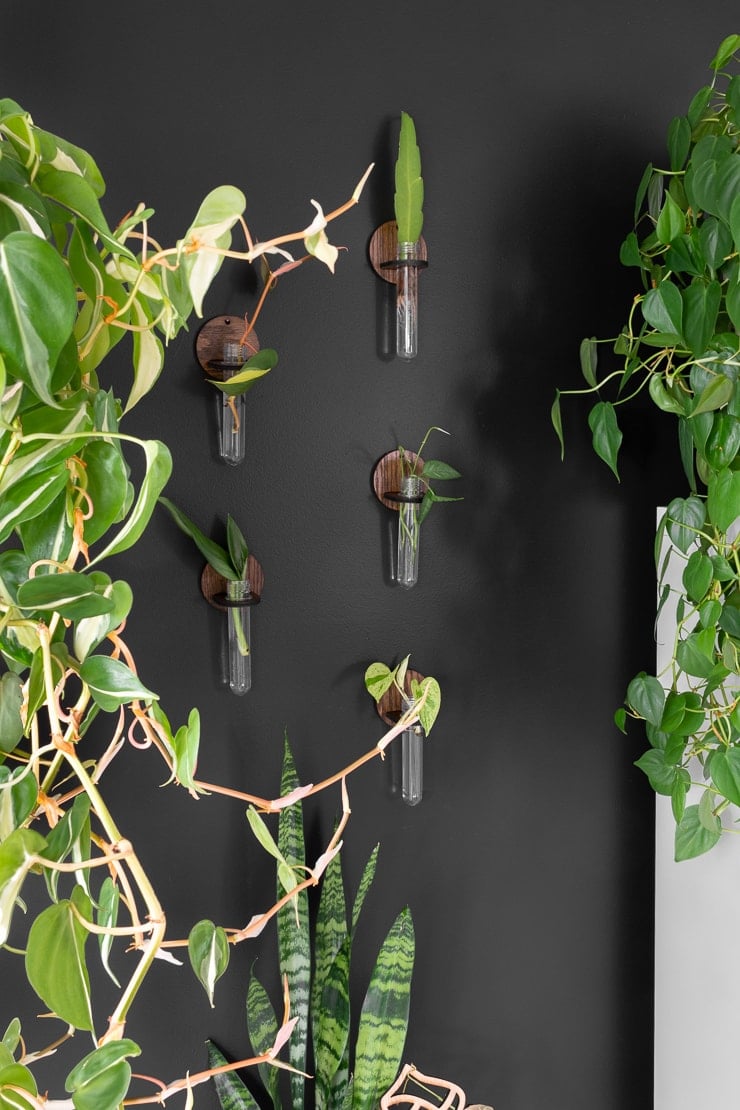 test tube propagation stations hanging on a wall