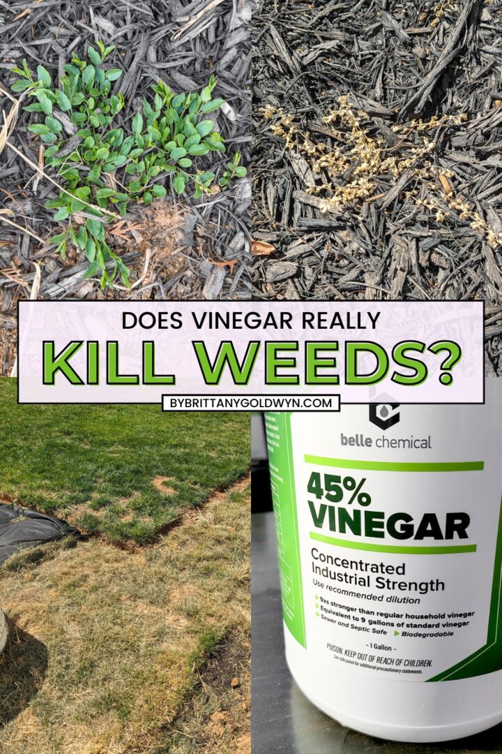 Vinegar weed and grass killer...yes, it definitely works!
