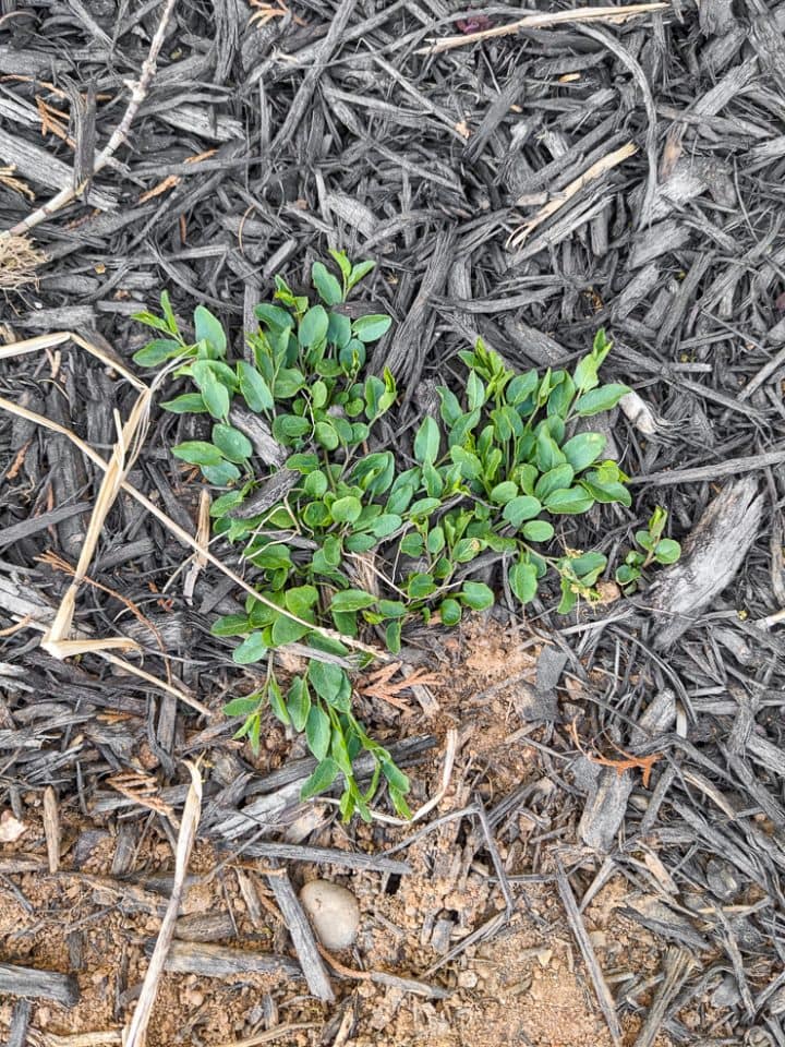 Vinegar weed and grass killer...yes, it definitely works!