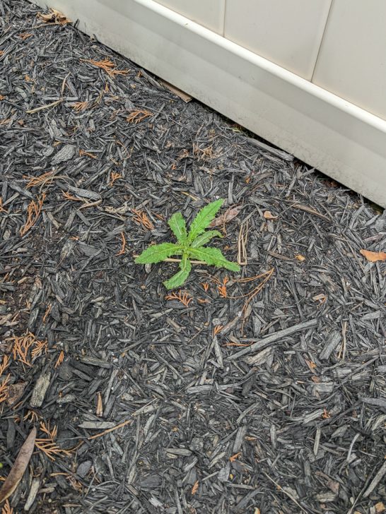 Vinegar weed and grass killer...yes, it definitely works!