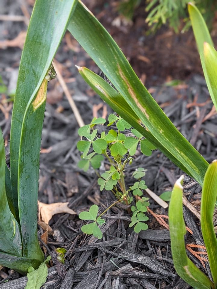 Vinegar weed and grass killer...yes, it definitely works!