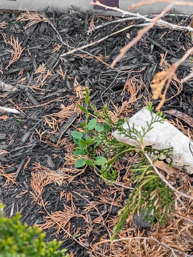 Vinegar weed and grass killer...yes, it definitely works!