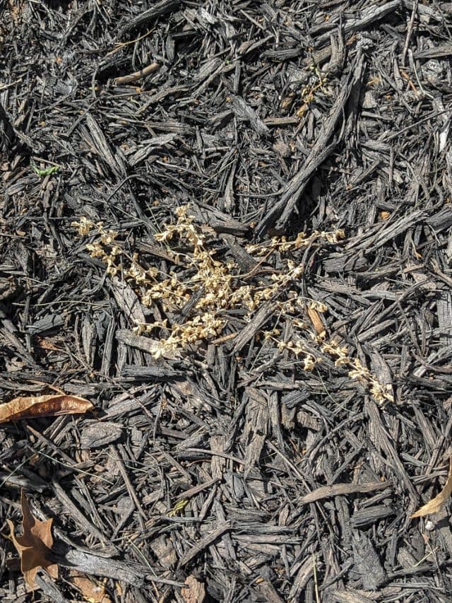 Vinegar weed and grass killer...yes, it definitely works!