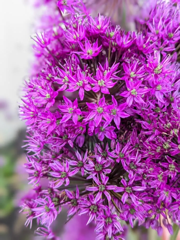 allium flowers