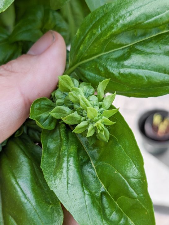 Learn how to propagate basil from cuttings...never buy basil again!