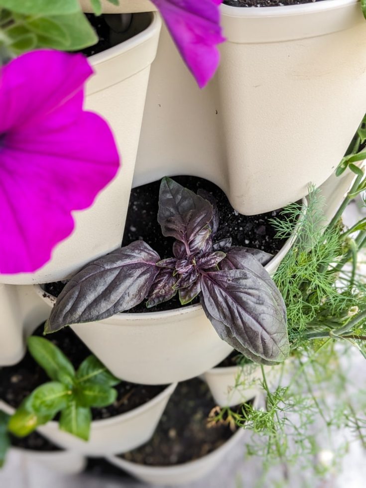 Learn how to propagate basil from cuttings...never buy basil again!