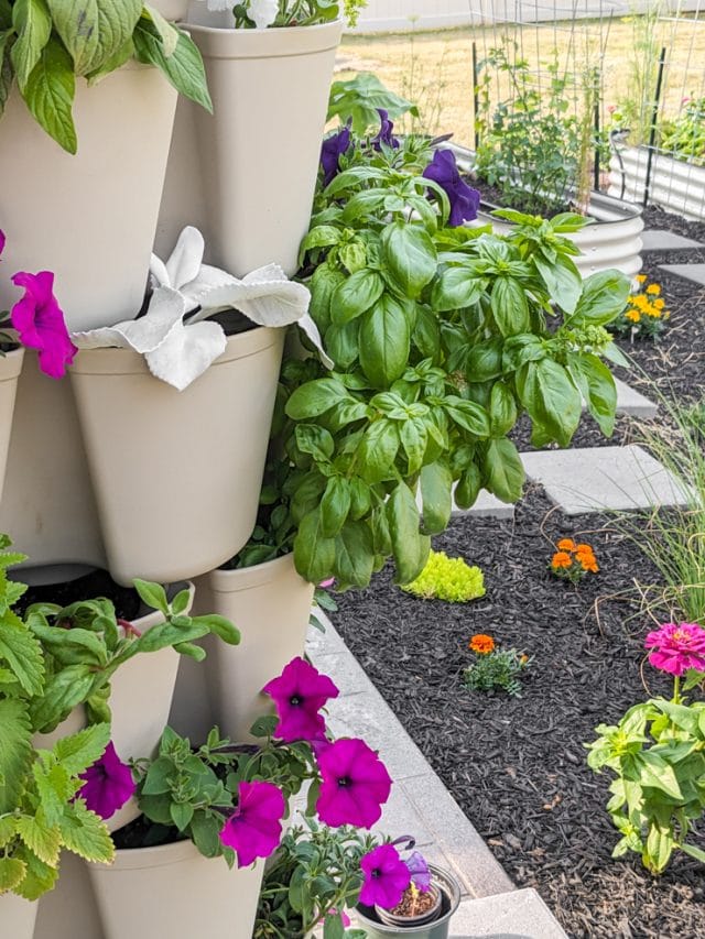 Learn how to propagate basil from cuttings...never buy basil again!