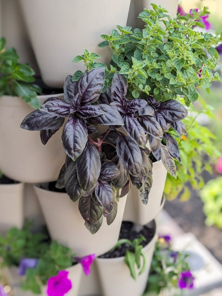 Learn how to propagate basil from cuttings...never buy basil again!