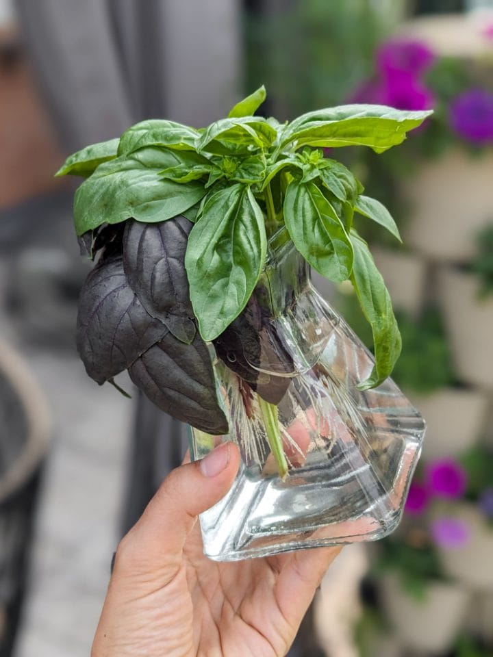 Learn how to propagate basil from cuttings...never buy basil again!