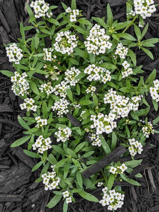 17 plants I've added that attract beneficial insects to my garden!