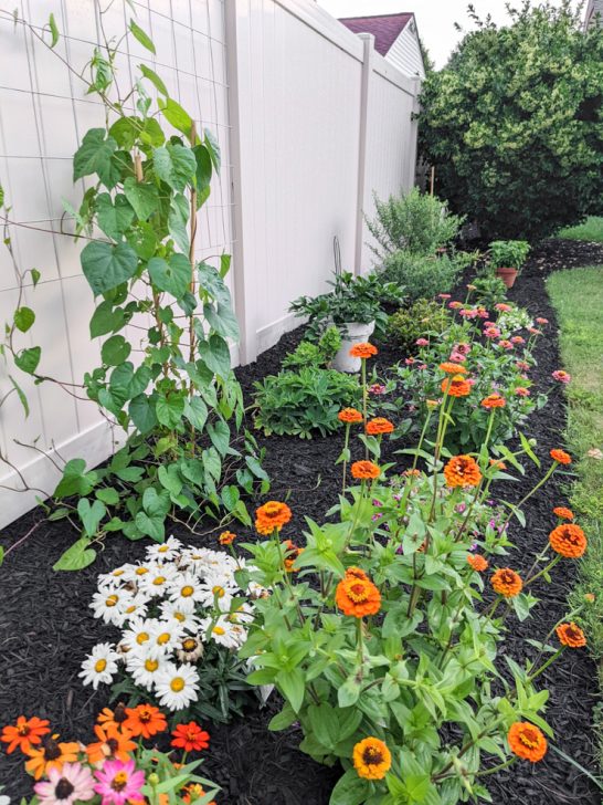 17 plants I've added that attract beneficial insects to my garden!