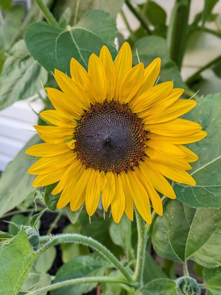 Learn how to grow sunflowers using our experience & tips!
