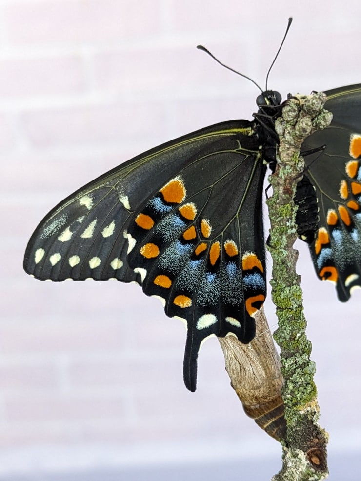 Learn How To Raise Black Swallowtail Butterflies See Our Setup Raising Black Swallowtails 29
