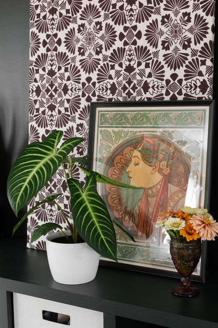 Xanthosoma Lindenii plant on a credenza with pictures