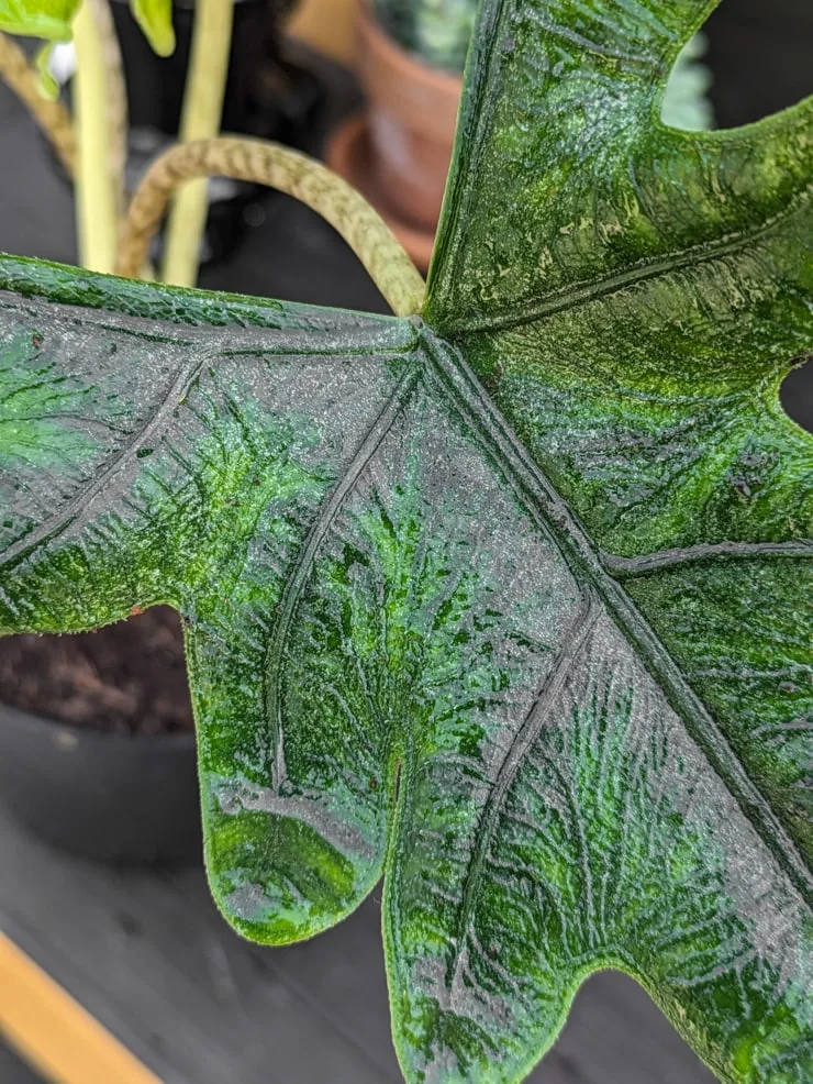alocasia jacklyn