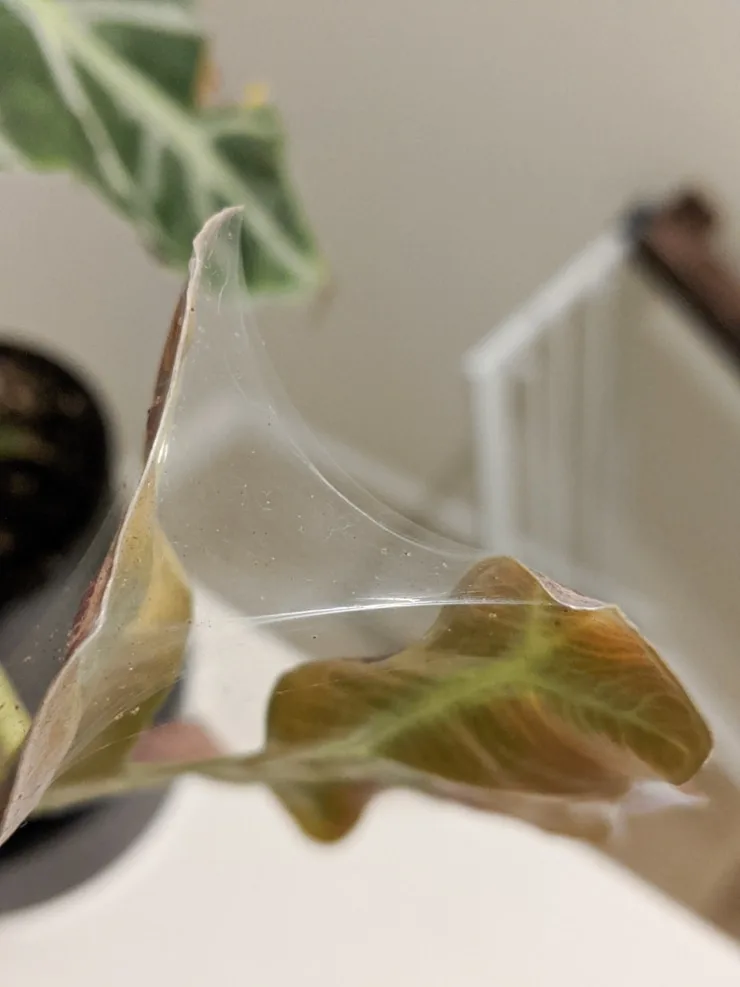 spider mite webbing on an alocasia leaf