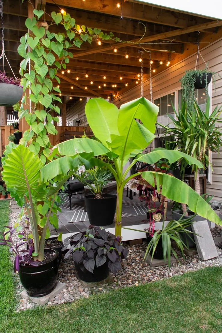 plants growing around a deck