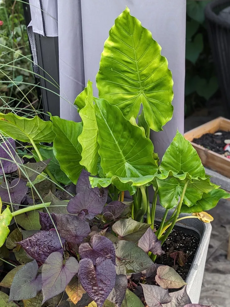 small alocasia odora in a pot with sweet potato vine