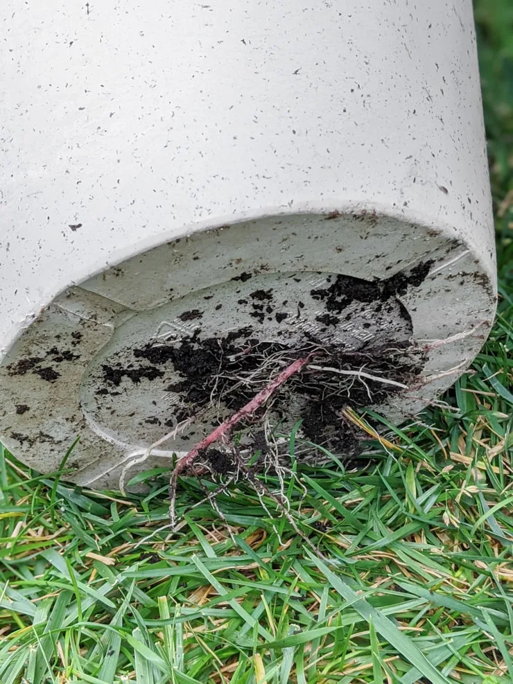 roots growing out of the bottom of a pot