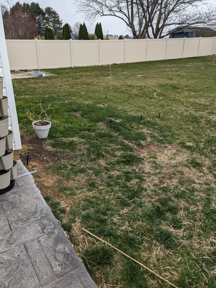 grass area before landscaping