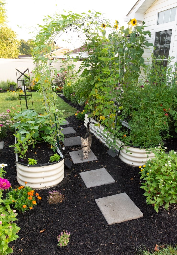 cat in a beautiful garden with a trellis covered in vines