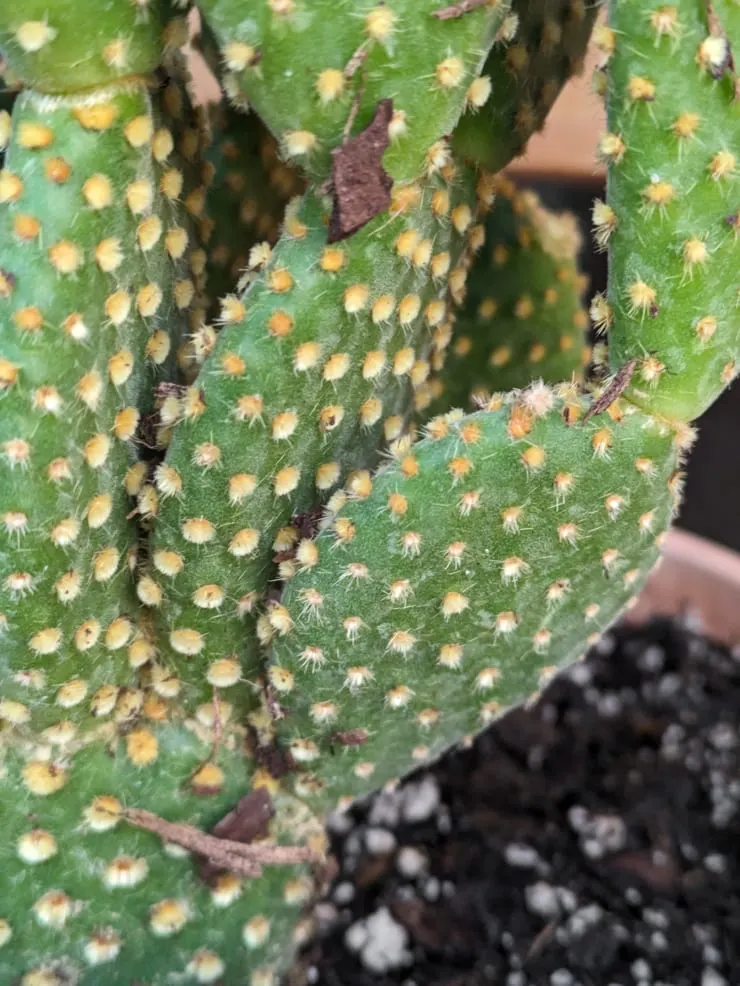 glochid barbs on bunny ear cactus pads