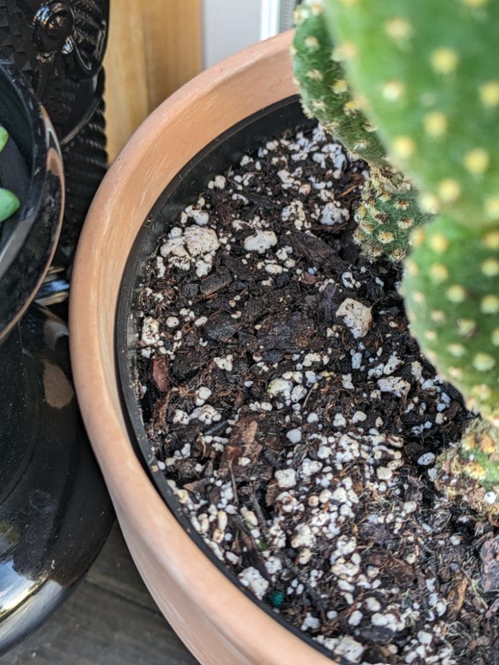 The classic bunny ear cactus and how to help it thrive!
