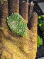 The classic bunny ear cactus and how to help it thrive!