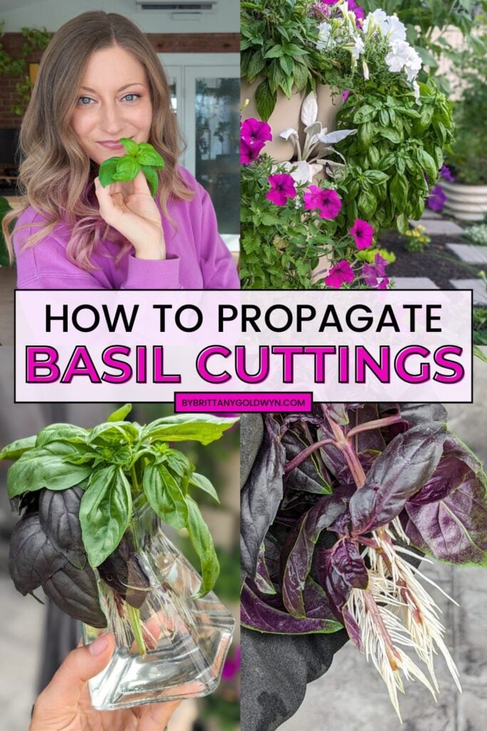 collage that says how to propagate basil cuttings with pictures the process