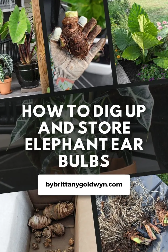 How to dig up and store elephant ear bulbs in the fall!