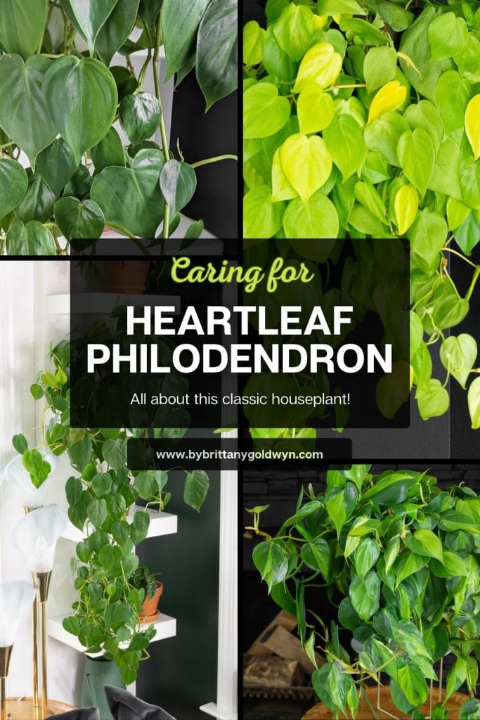 collage of plants that says caring for heartleaf philodendron, all about this classic houseplant