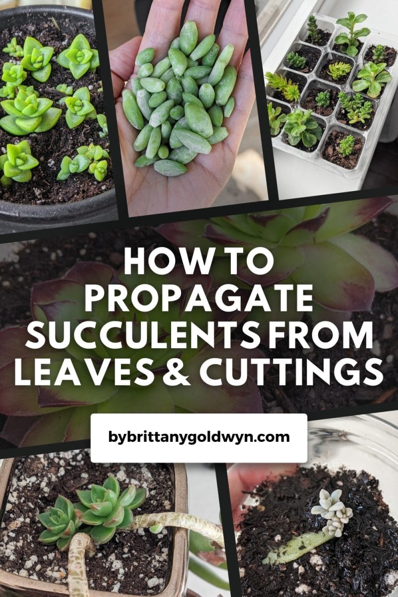 How to propagate succulents from leaves and cuttings!