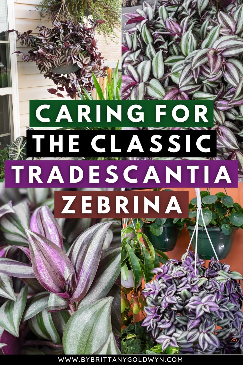 Tradescantia-Zebrina-Pin-2 - By Brittany Goldwyn | Live Creatively