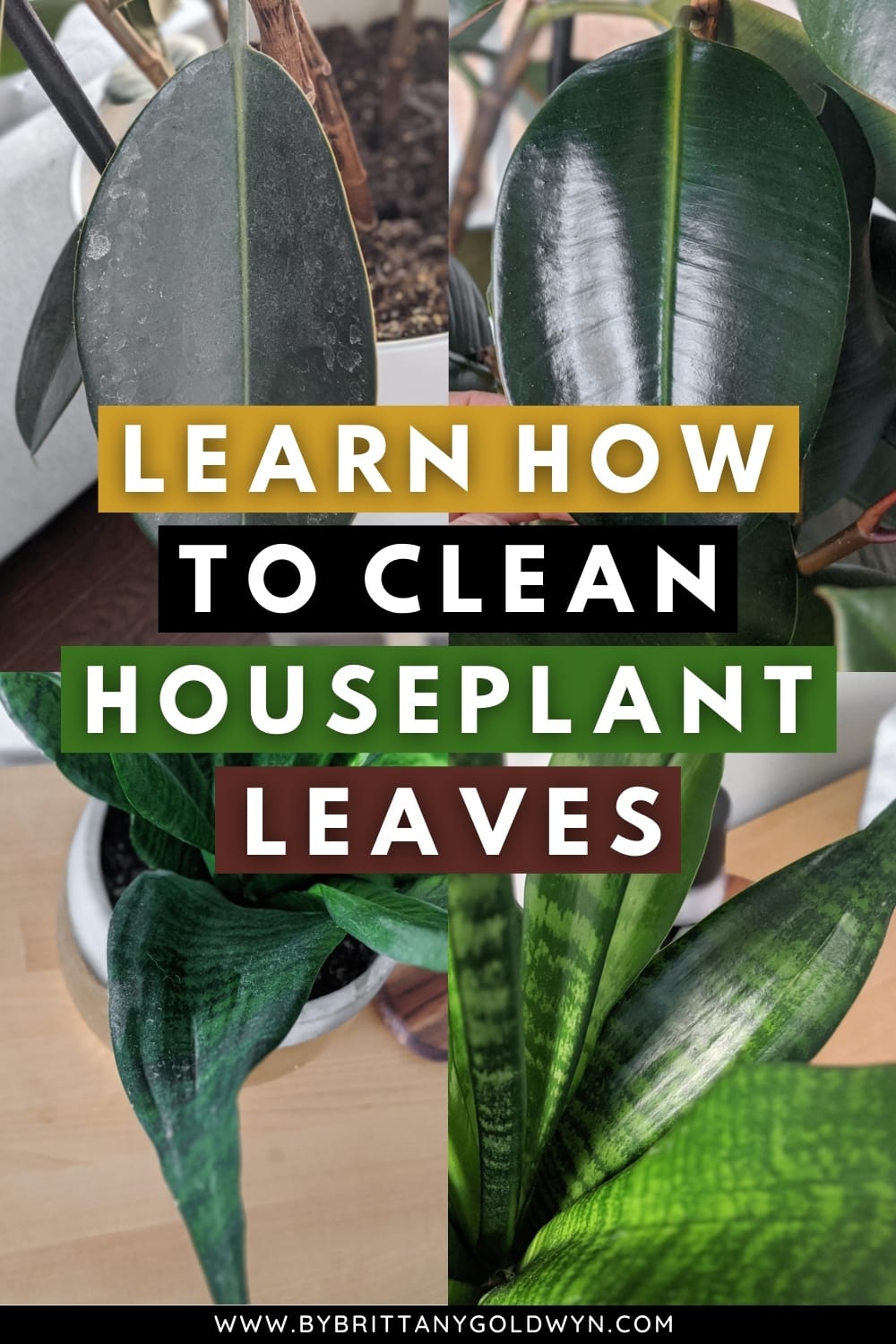 CLEANhouseplantleavespin By Brittany Goldwyn Live Creatively