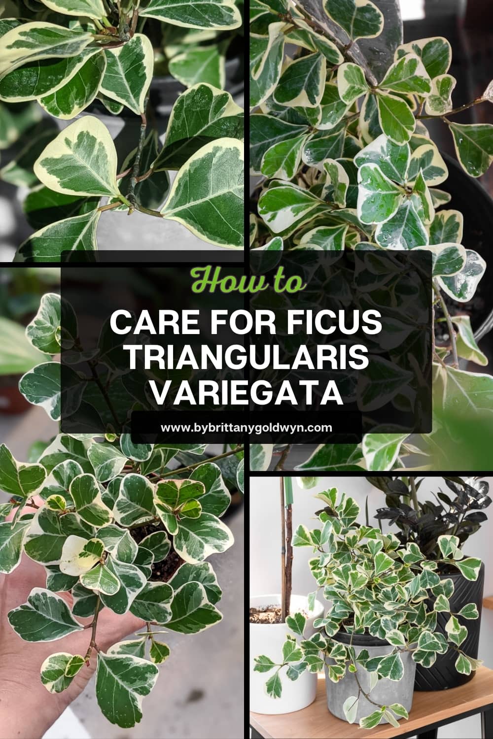 FicusTriangularisVariegata_Pin By Brittany Goldwyn Live Creatively