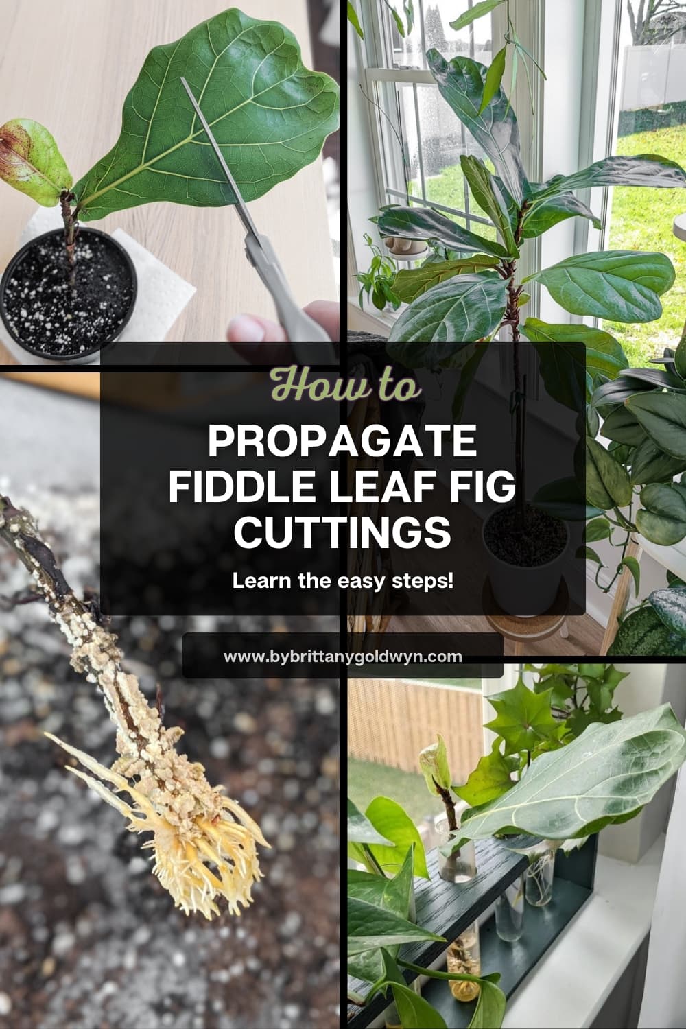 collage of plants with text overlay that says how to propagate fiddle leaf fig cuttings, learn the easy steps
