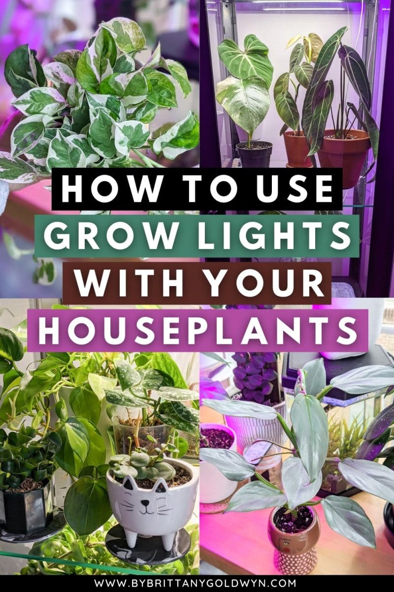 Growlightshouseplantspin By Brittany Goldwyn Live Creatively