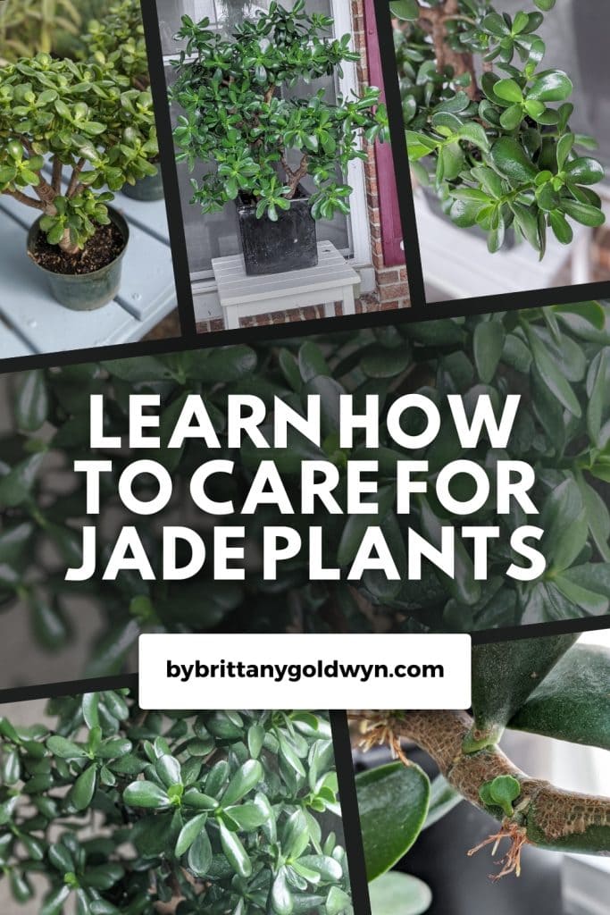 collage that says learn how to care for jade plants with pictures of jade