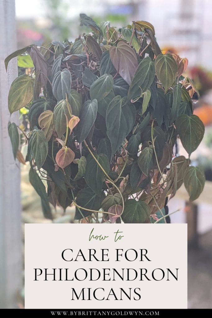 large plant with text overlay that says how to care for philodendron micans