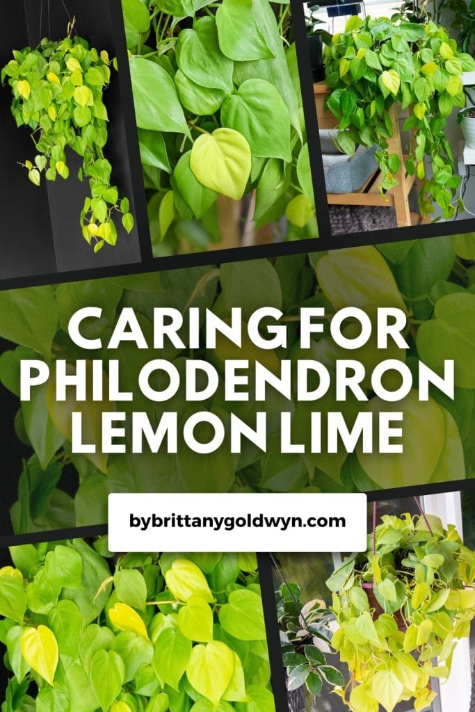 collage that says caring for philodendron lemon lime with pictures of the plant