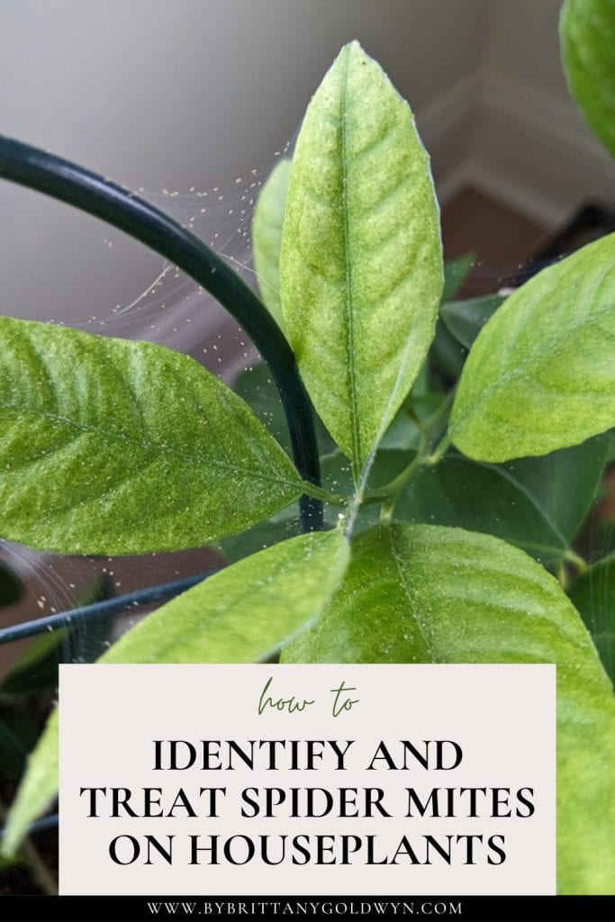 spider mites on a plant with text overlay that says how to identify and treat spider mites on houseplants