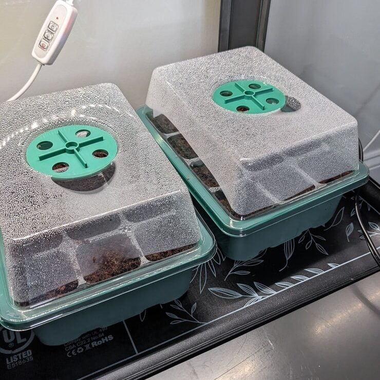 seedling trays on a heat mat