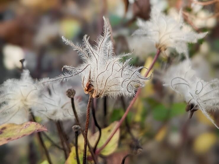 clematis plant going to see