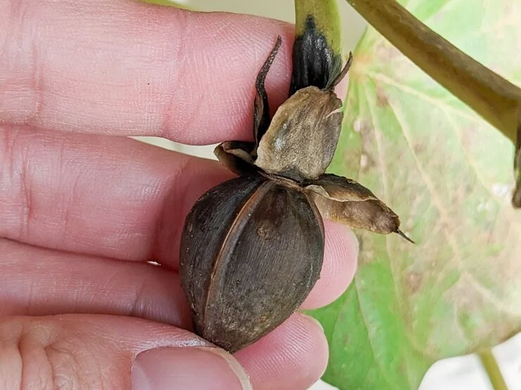 moonflower vine seed pod
