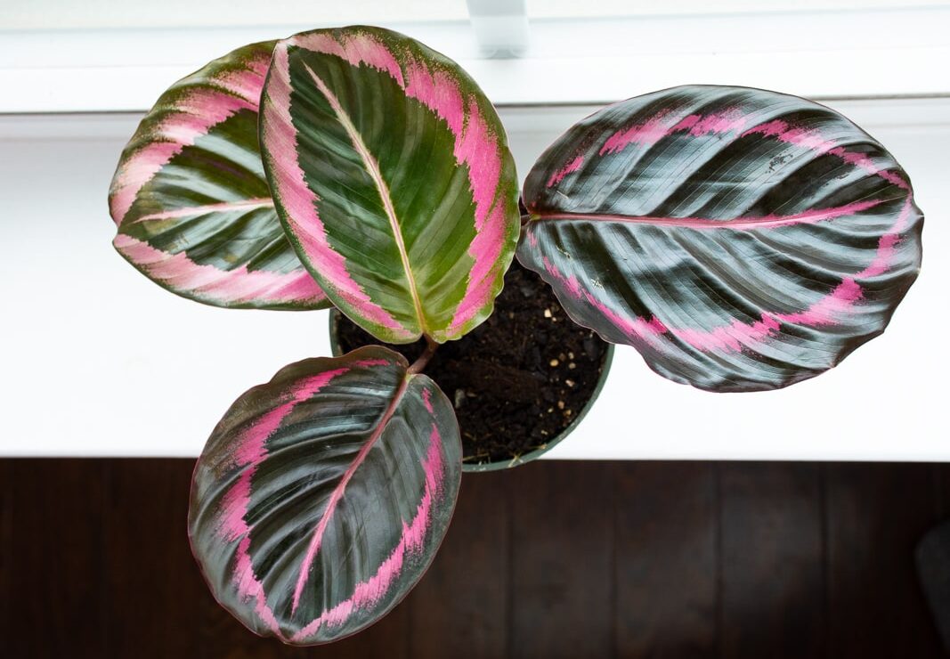 calathea dottie plant on a windowsill