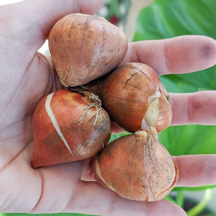 hand holding tulip bulbs
